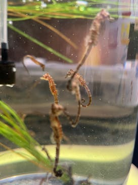 仙台うみの杜水族館に投稿された画像（2023/12/11）