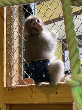 おさるランド＆アニタウン　日光さる軍団劇場に投稿された画像（2023/12/11）