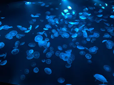 すみだ水族館に投稿された画像（2023/12/11）