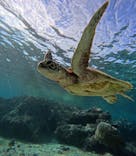 宮古島 ADVENTURE PiPi（ミヤコジマ アドベンチャー ピピ）に投稿された画像（2023/12/11）