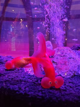 NARA KINGYO MUSEUMに投稿された画像（2023/12/11）