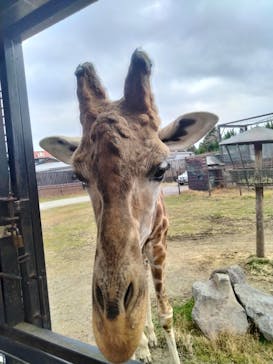 那須サファリパークに投稿された画像（2023/12/11）