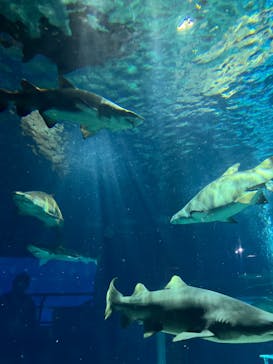 アクアワールド茨城県大洗水族館に投稿された画像（2023/12/12）