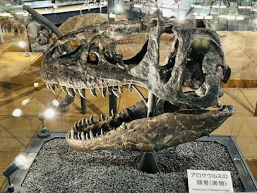 福井県立恐竜博物館に投稿された画像（2023/12/12）