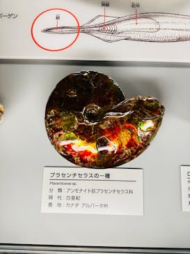 福井県立恐竜博物館に投稿された画像（2023/12/12）