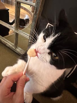 猫カフェモカ　池袋東口店に投稿された画像（2023/12/12）