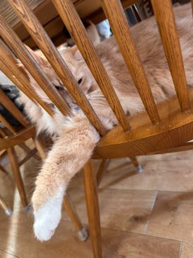 猫カフェモカ　池袋東口店に投稿された画像（2023/12/12）