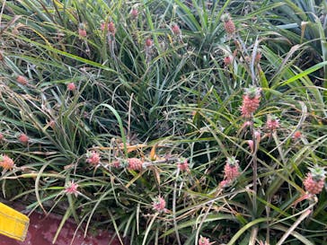 ナゴパイナップルパークに投稿された画像（2023/12/12）