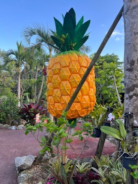 ナゴパイナップルパークに投稿された画像（2023/12/12）