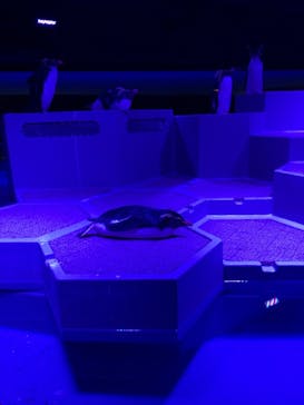 AOAO SAPPOROに投稿された画像（2023/12/12）