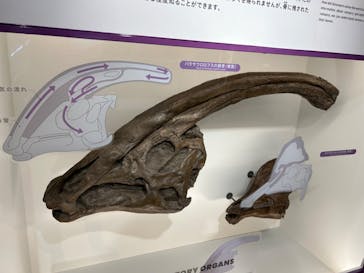 福井県立恐竜博物館に投稿された画像（2023/12/12）