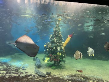 越前松島水族館に投稿された画像（2023/12/13）