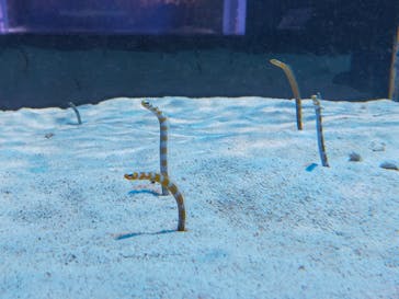 DMMかりゆし水族館に投稿された画像（2023/12/13）