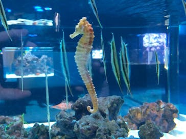 DMMかりゆし水族館に投稿された画像（2023/12/13）