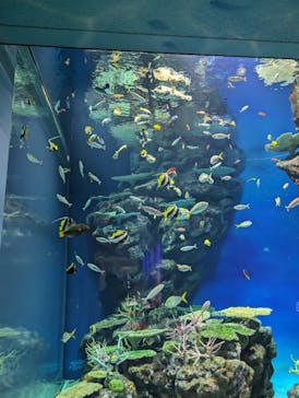 島根県立 しまね海洋館に投稿された画像（2023/12/13）