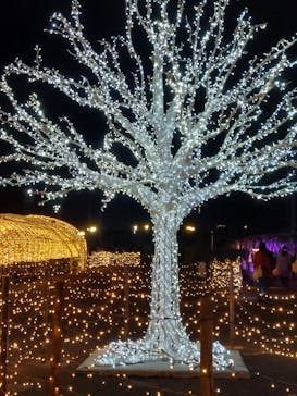 東京メガイルミに投稿された画像（2023/12/13）