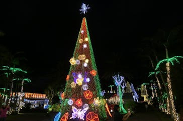 美らヤシパークオキナワ・東南植物楽園に投稿された画像（2023/12/13）