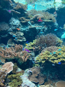 沖縄美ら海水族館に投稿された画像（2023/12/13）