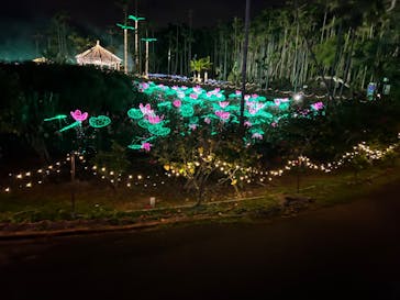 美らヤシパークオキナワ・東南植物楽園に投稿された画像（2023/12/13）