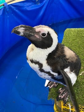 いきもの探検隊上尾に投稿された画像（2023/12/13）