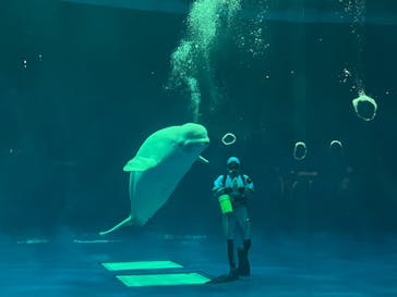 島根県立 しまね海洋館に投稿された画像（2023/12/13）