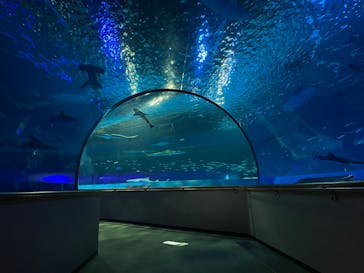 島根県立 しまね海洋館に投稿された画像（2023/12/13）