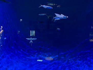 島根県立 しまね海洋館に投稿された画像（2023/12/13）