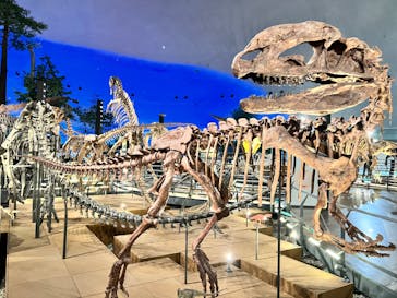 福井県立恐竜博物館に投稿された画像（2023/12/14）