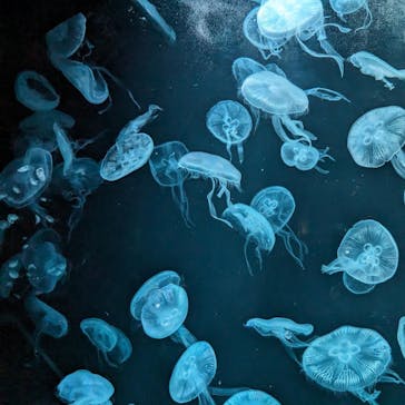 AOAO SAPPOROに投稿された画像（2023/12/14）