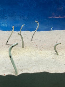 大分マリーンパレス水族館 「うみたまご」に投稿された画像（2023/12/14）