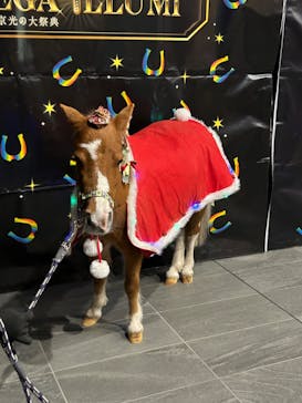 東京メガイルミに投稿された画像（2023/12/14）