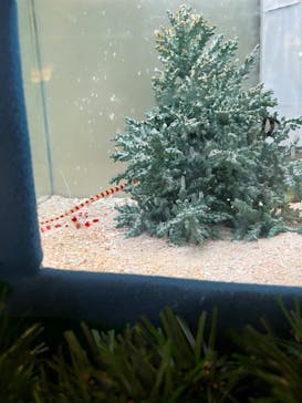 沖縄美ら海水族館に投稿された画像（2023/12/14）