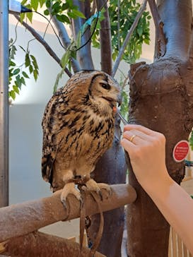 Moff アニマル カフェ イーアス 高尾店に投稿された画像（2023/12/14）