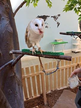 Moff アニマル カフェ イーアス 高尾店に投稿された画像（2023/12/14）