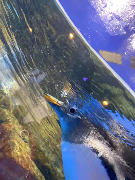 マクセル アクアパーク品川に投稿された画像（2023/12/15）