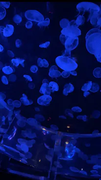 マクセル アクアパーク品川に投稿された画像（2023/12/15）