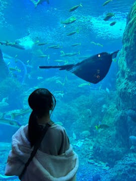 新江ノ島水族館に投稿された画像（2023/12/15）