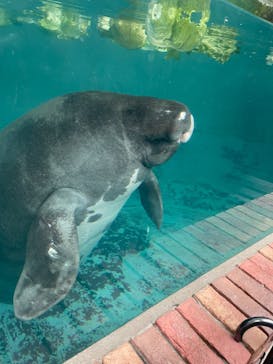 熱川バナナワニ園に投稿された画像（2023/12/15）