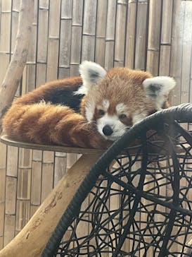 熱川バナナワニ園に投稿された画像（2023/12/15）