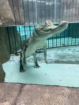 熱川バナナワニ園に投稿された画像（2023/12/15）