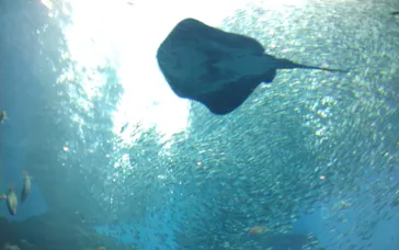 仙台うみの杜水族館に投稿された画像（2023/12/15）