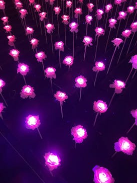 東京メガイルミに投稿された画像（2023/12/15）