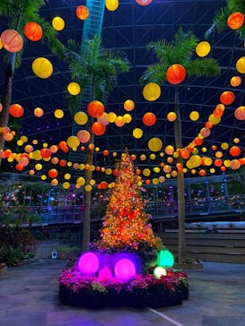 とっとり花回廊に投稿された画像（2023/12/15）