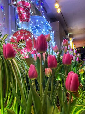 とっとり花回廊に投稿された画像（2023/12/15）