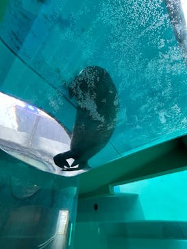 マリンワールド海の中道に投稿された画像（2023/12/15）