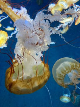 新江ノ島水族館に投稿された画像（2023/12/15）