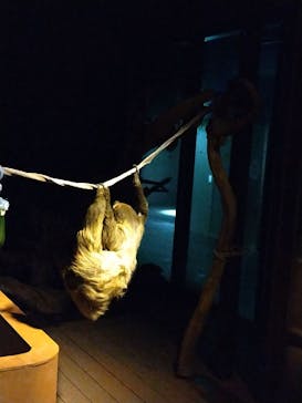 カワスイ 川崎⽔族館に投稿された画像（2023/12/16）