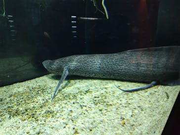 カワスイ 川崎⽔族館に投稿された画像（2023/12/16）