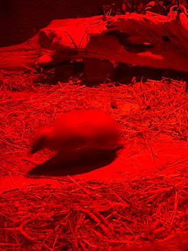 神戸どうぶつ王国に投稿された画像（2023/12/16）