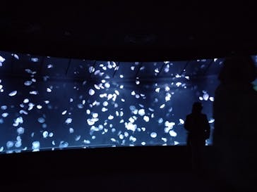 サンシャイン水族館に投稿された画像（2023/12/16）